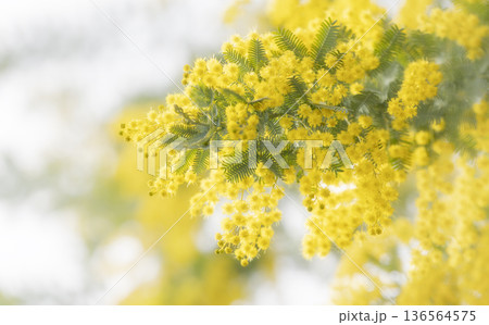 ミモザの花 136564575