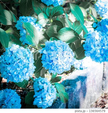紫陽花 紫陽花 136564579