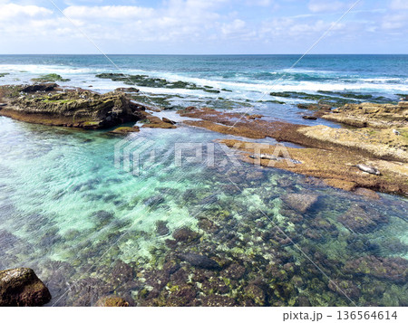 La Jolla, California, United States. Harbor seals rest on the sand at La Jolla Cove, San Diego 136564614