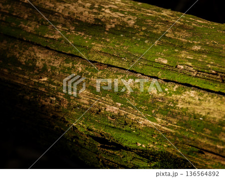 苔むした丸太のテクスチャ　自然の質感クローズアップ 136564892