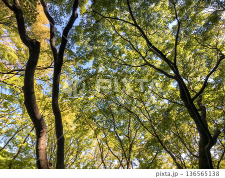 新緑の森を見上げる風景 木漏れ日と青空の自然背景 新緑の森を見上げる風景 木漏れ日と青空の自然背景 136565138