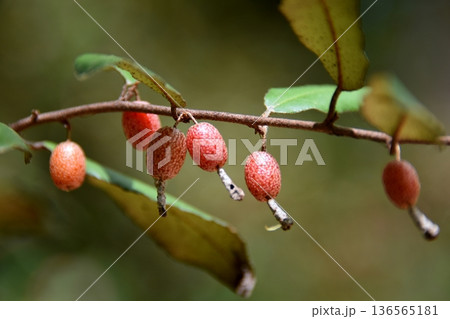 赤い実をつけたグミの実 136565181