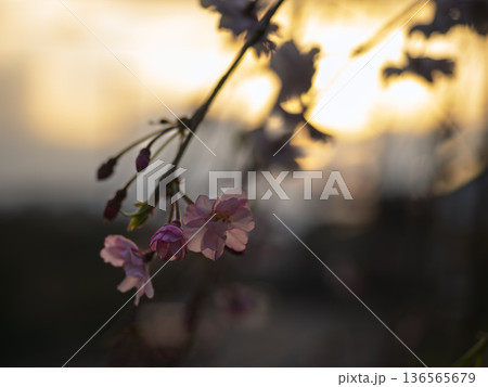夕陽に透ける桜の蕾、春の宵の静かな輝き 夕陽に透ける桜の蕾、春の宵の静かな輝き 136565679