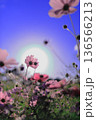 秋空に透けるコスモスの花畑（逆光・玉ボケ・幻想的な秋の風景） 136566213