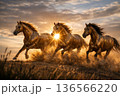 Three powerful horses galloping across an open landscape at sunset with dramatic sky and dust motion 136566220