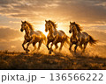Majestic herd of horses running together across a glowing golden field during sunset with dynamic movement 136566222