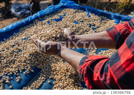 Male worker inspect and tossing dried coffee beans with hands at farm outdoors Male worker inspect and tossing dried coffee beans with hands at farm outdoors 136566798