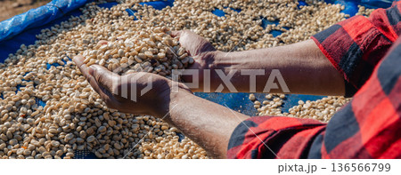Male worker inspect and tossing dried coffee beans with hands at farm outdoors 136566799