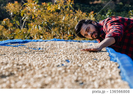 Male worker inspect and tossing dried coffee beans with hands at farm outdoors 136566808