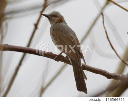 枝に止まるヒヨドリの横向き姿・冬の自然背景の野鳥写真 枝に止まるヒヨドリの横向き姿・冬の自然背景の野鳥写真 136566823