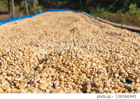 The process of making coffee beans dry by using sunlight. Coffee bean drying in a yard. Sun dried coffee The process of making coffee beans dry by using sunlight. Coffee bean drying in a yard. Sun dried coffee 136566945