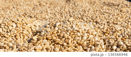 The process of making coffee beans dry by using sunlight. Coffee bean drying in a yard. Sun dried coffee 136566946