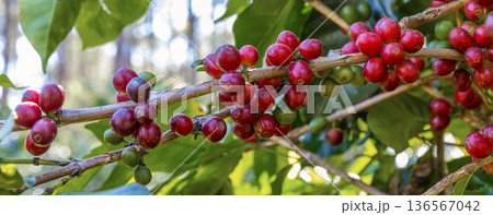 Coffee tree concept. Organic coffee berries beans Coffee tree concept. Organic coffee berries beans 136567042