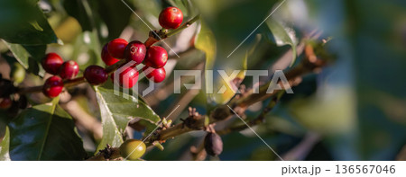 Coffee tree concept. Organic coffee berries beans 136567046