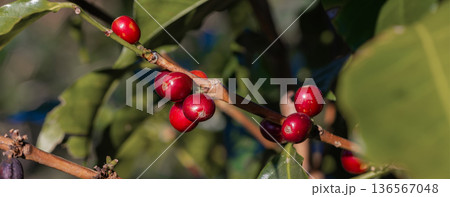 Coffee tree concept. Organic coffee berries beans Coffee tree concept. Organic coffee berries beans 136567048