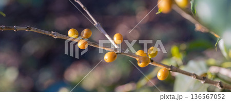 Coffee tree concept. Organic coffee berries beans Coffee tree concept. Organic coffee berries beans 136567052