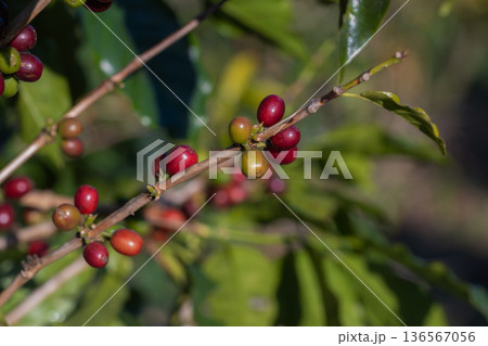 Coffee tree concept. Organic coffee berries beans 136567056