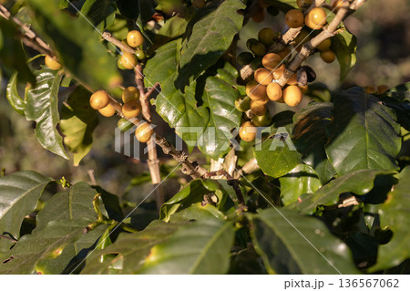 Coffee tree concept. Organic coffee berries beans 136567062