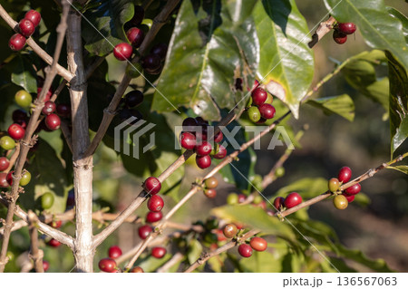 Coffee tree concept. Organic coffee berries beans 136567063
