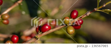 Coffee tree concept. Organic coffee berries beans 136567065