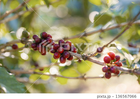 Coffee tree concept. Organic coffee berries beans 136567066