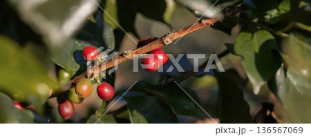Coffee tree concept. Organic coffee berries beans Coffee tree concept. Organic coffee berries beans 136567069