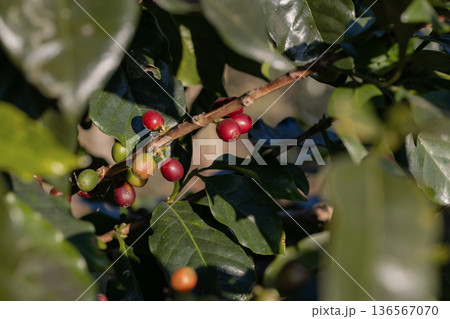 Coffee tree concept. Organic coffee berries beans Coffee tree concept. Organic coffee berries beans 136567070