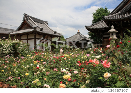 ばらのお寺・おふさ観音【奈良県橿原市】 136567107