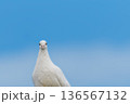 きょとんと見つめる白鳩