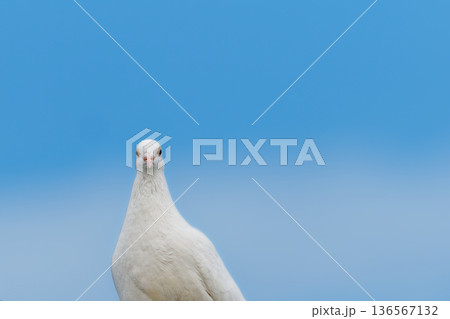 きょとんと見つめる白鳩 きょとんと見つめる白鳩 136567132