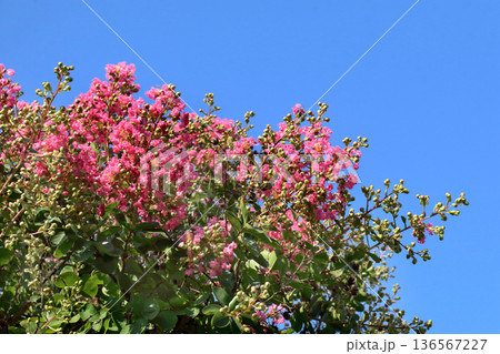 サルスベリ サルスベリ 136567227