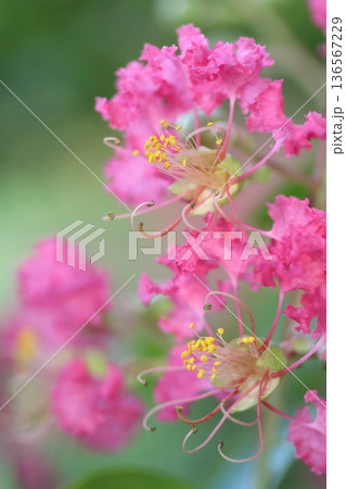 サルスベリ 136567229