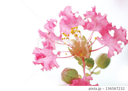 サルスベリ 136567232