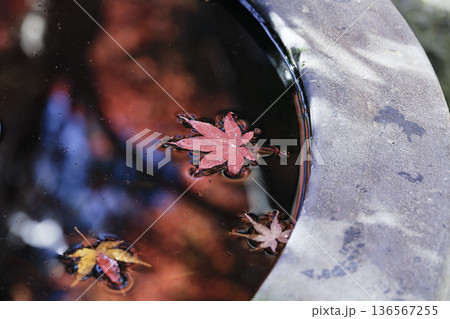 暗い水面に浮かび輝く紅葉 暗い水面に浮かび輝く紅葉 136567255