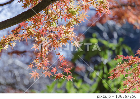 鮮やかに色づいた紅葉の枝 鮮やかに色づいた紅葉の枝 136567256
