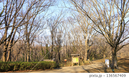 横浜市戸塚区の舞岡ふるさと公園の冬 横浜市戸塚区の舞岡ふるさと公園の冬 136567409
