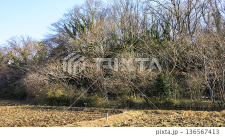 横浜市戸塚区の舞岡ふるさと公園の冬 横浜市戸塚区の舞岡ふるさと公園の冬 136567413
