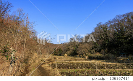 横浜市戸塚区の舞岡ふるさと公園の冬 横浜市戸塚区の舞岡ふるさと公園の冬 136567414