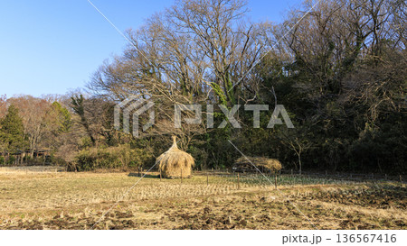 横浜市戸塚区の舞岡ふるさと公園の冬 136567416