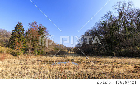 横浜市戸塚区の舞岡ふるさと公園の冬 136567421