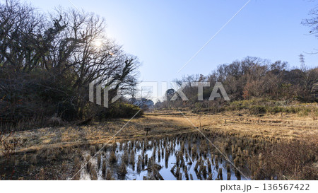 横浜市戸塚区の舞岡ふるさと公園の冬 横浜市戸塚区の舞岡ふるさと公園の冬 136567422