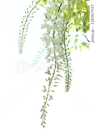 フジの花 136567437