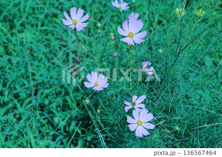淡い紫色のコスモスが揺れる涼しげな秋の風景 136567464