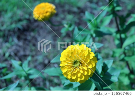 幾重にも重なる花びらが美しい黄色のジニア 幾重にも重なる花びらが美しい黄色のジニア 136567466