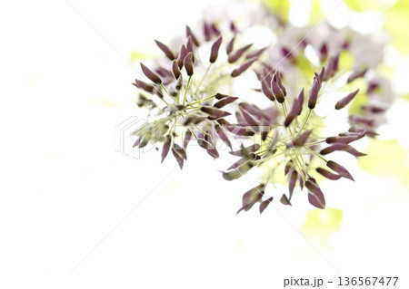 フジの花 136567477