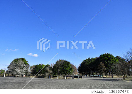 羽生水郷公園のカワセミ展望台_01 136567478