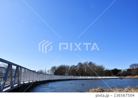 羽生水郷公園の水鳥の池_02 羽生水郷公園の水鳥の池_02 136567504