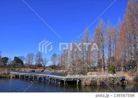 羽生水郷公園の水鳥の池_04 羽生水郷公園の水鳥の池_04 136567506