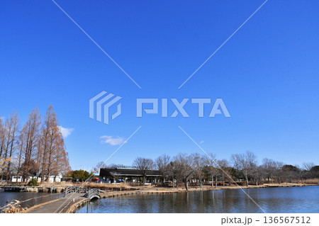 羽生水郷公園の水鳥の池_11 羽生水郷公園の水鳥の池_11 136567512