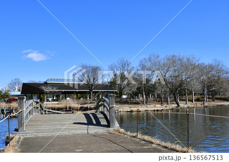 羽生水郷公園の水鳥の池_12 羽生水郷公園の水鳥の池_12 136567513